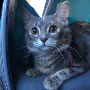 Meet your Posher, Sky